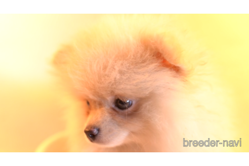 成約済の東京都のポメラニアン-154172の3枚目